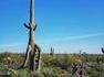 Un cactusosaure rex