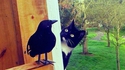 Le chat et le corbeau