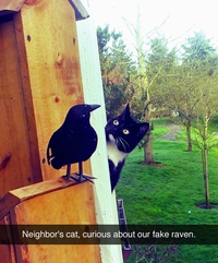 Le chat et le corbeau