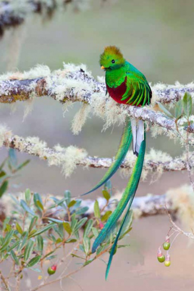 Le Quetzal resplendissant (Pharomachrus mocinno) est une espèce d'oiseau mythique, considéré comme l'oiseau sacré des Mayas. C'est aussi l'emblème national du Guatemala. En général, le quetzal resplendissant cache son plumage d'émeraude et de rubis dans l'épaisseur végétale de la forêt tropicale. Photo de Judd Patterson (http://www.juddpatterson.com)