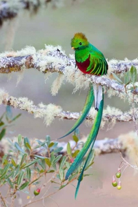 Le quetzal resplendissant 