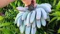 Bananes bleues
