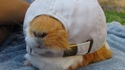 Hamster des cités