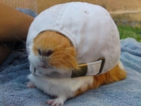 Hamster des cités