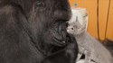 Koko le gorille qui fait des câlins aux chatons