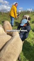 Laine et les garçons