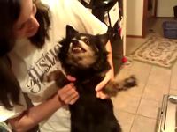 Chien démon 3