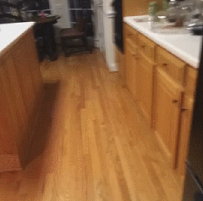 Chien affamé + bruit du frigo