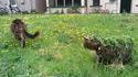 Sous les herbes folles
