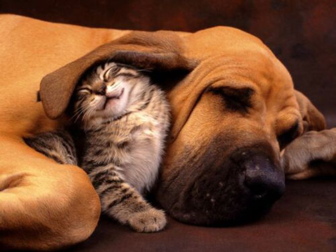 Un chaton et un chien.