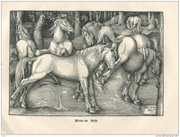 Scène banale avec des chevaux