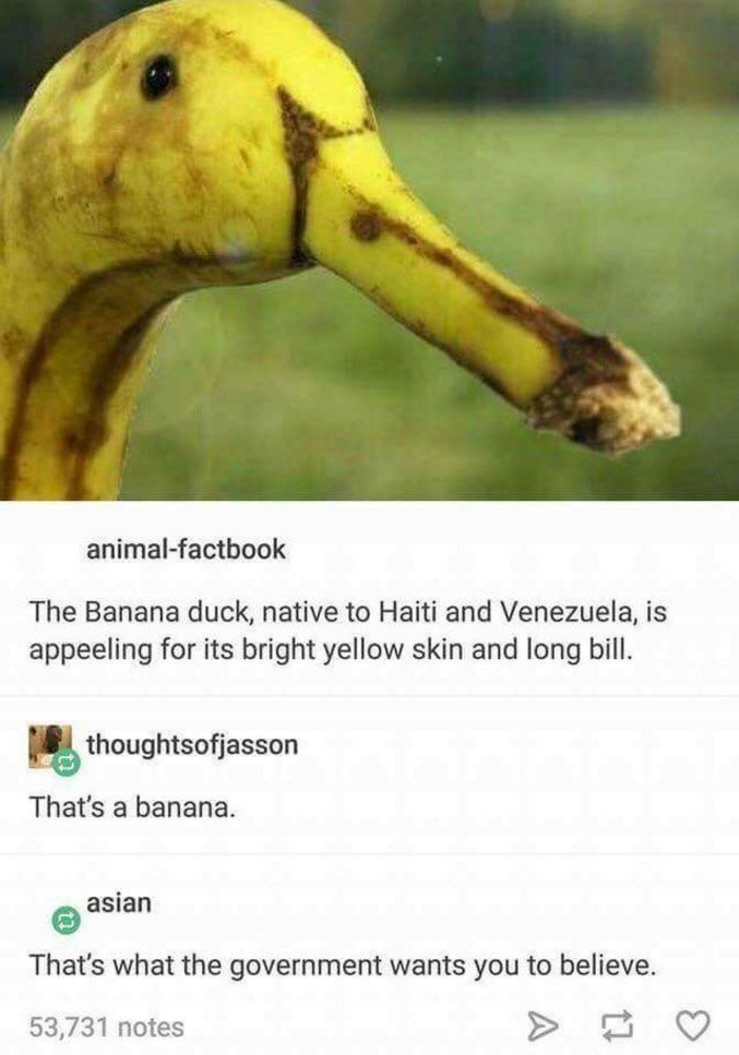 - Le "canard banane", originaire d'Haïti et du Venezuela, nommé ainsi à cause de son plumage jaune brillant et son long bec.
- C'est une banane.
- C'est ce que le gouvernement veut que tu croies.