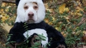 Le pandog