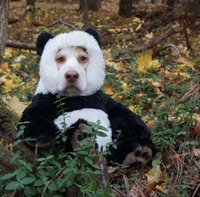 Le pandog