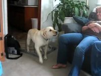 Chien Vs. bébé