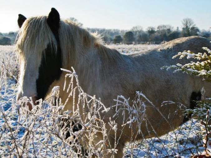 Peut-être qu'en passant vite... (au fait, il faut trouver un cheval!)
(photo de Noel Allan pour National Geographic)