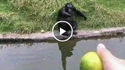 Comment leurrer un hominidé ?