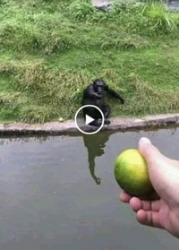 Comment leurrer un hominidé ?