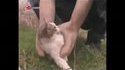 Kan t'en as marre du chat