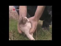 Kan t'en as marre du chat
