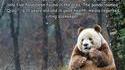 Panda rare