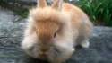 Lapin lion
