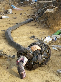 C'est lequel le plus fort, le cobra ou le python ?