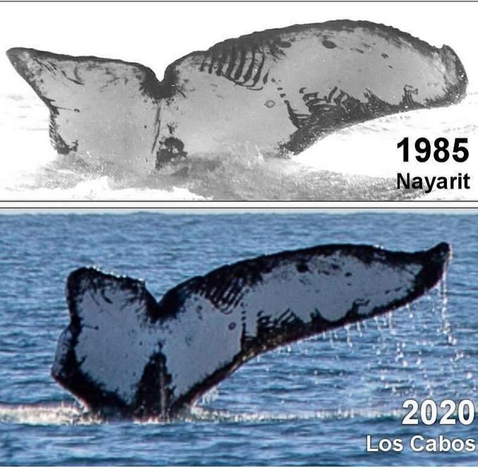 Que l'on retrouve sur des clichés pris depuis les côtes du Mexique à 35 ans d'intervalle. La longévité d'une baleine à bosse va de 40 à 60 ans.
Le morceau de nageoire caudale manquant pourrait être dû à une attaque d'orque.
