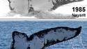 Une baleine baladeuse