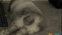 Symphonie des pets