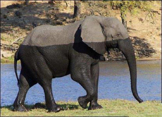 Un éléphant qui vient de traverser une rivière.