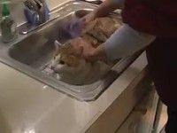 Les petits FDP anglais apprennent le français...