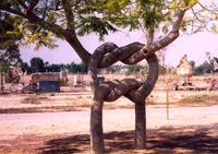 2 arbres curieusement entrelacés