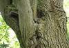 Un calvaire absorbé par un arbre