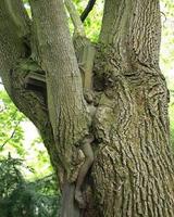 Un calvaire absorbé par un arbre