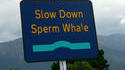 Attention baleine