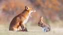 Un renard bien nourri