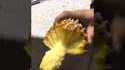 Un ananas