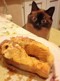 Le poisson délicieux