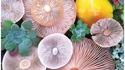 Des champignons