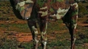 Camelflage 