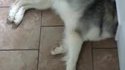 Comme chien et chat 39
