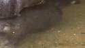 P'tit hippo est bien mignon...