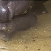 P'tit hippo est bien mignon...