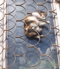 Le chat qui monte qui monte