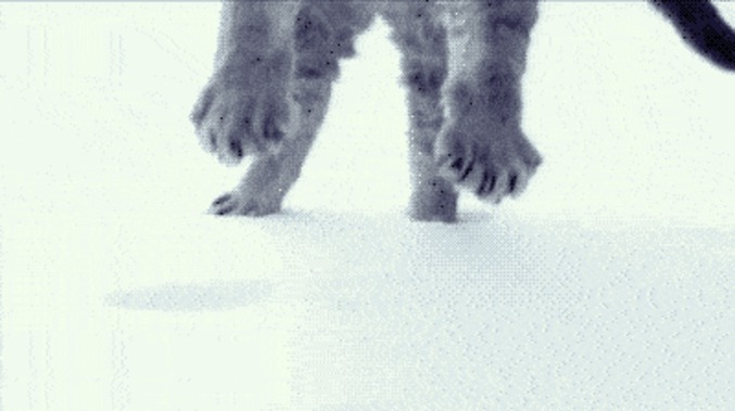 Chat neige slowmotion