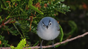 Angry Bird