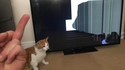Connard de chat