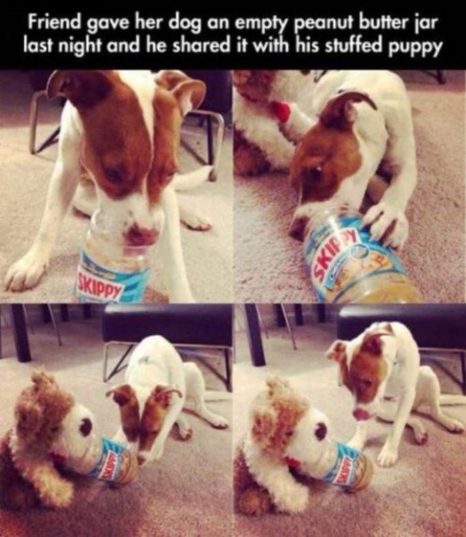 "Une amie a donné à son chien un pot de beurre de cacahuète vide la nuit dernière et il l'a partagé avec son chiot en peluche".