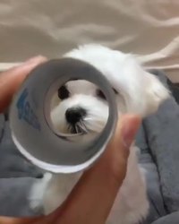 Vous rêviez d'un éléphant chez vous ?